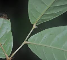 Image result for Dactyladenia