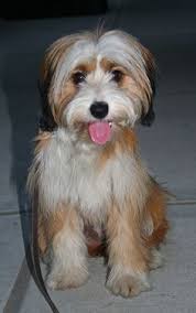 Newest Breed On My List Tibetan Terrier L 39 Animalia Pinterest Tibetan Terrier Dog Breeds Hairy Dog
