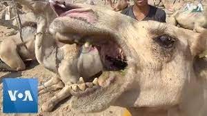 Pahli baar golgappa prank gone wrong in haridwar uttrakhand by desi boy with epic reaction. Egyptians Sell Camels For Eid Sacrifice Youtube
