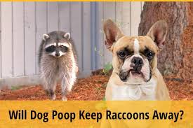 Position your feeders away from trees, the house. Will Dog Poop Keep Raccoons Away Truth Revealed Zooawesome