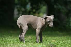 Constipation In Dogs Pets4homes