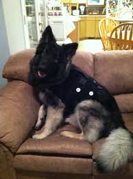 Two german shepherd puppies for sale, one male $1500; Shiloh Shepherd Health Initiative Three River Shiloh Shepherds
