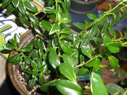 Long and give off a strong. Shiny Green Plant With Shiny Orange Bell Shaped Flowers