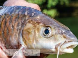 Ini kerana harga empurau di pasaran mencecah rm1,300 sekilogram. Ikan Kelah 101 Kenali Spesies Raja Sungai Umpan