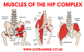 In human anatomy, the muscles of the hip joint are those muscles that cause movement in the hip. Self Myofascial Release Being Fit The Gym Beyond