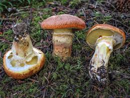Image result for Suillus sp.