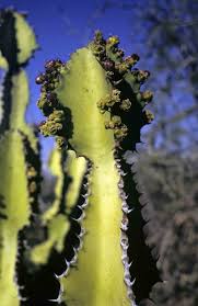 Image result for Euphorbia confinalis
