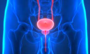 Was Ist Eine Harnrohrenentzundung Alle Infos Auf Praxisvita