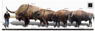 Size Comparison Of Bison Latifrons Left B Bison Athabascae Wood Bison Of Canada Left Middle Prehistoric Creatures Prehistoric Animals Ancient Animals