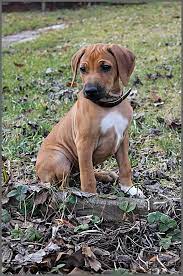 Rhodesian Ridgeback Puppy Vizsla Dogs Rhodesian Ridgeback Dog Rhodesian Ridgeback