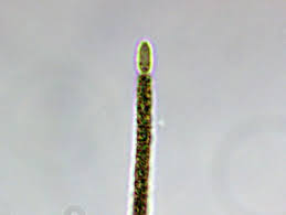 Image result for Cylindropsis