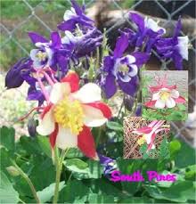 Image result for Aquilegia pompom mix