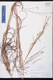 Image result for Andropogon fastigiatus