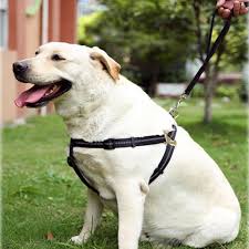 Pin On Dog Belt