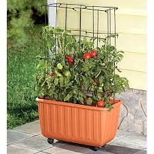 Maybe you would like to learn more about one of these? The Best Tomato Planters For No Fail Gardening Southern Living