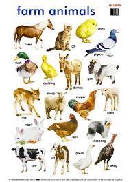 Farm Animals Names Cerca Con Google Animals Name In English Farm Animals Pictures Animals
