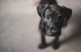 Jul 14, 2021 · some dogs show signs of labored breathing due to chronic illnesses such as cushing's syndrome, heart failure, or respiratory disorders. The Reverse Sneeze What It Is And When To Worry Lone Tree Veterinary Medical Center Lone Tree Veterinary Medical Center