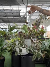 Image result for Tradescantia zebrina
