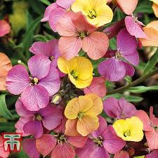 Find help and information on erysimum 'stars and stripes' wallflower, including varieties and pruning advice. Wallflower Winter Party Plug Plants Thompson Morgan