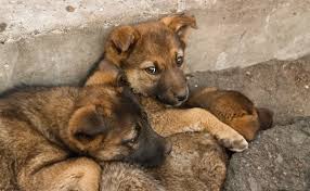 Harlequins, mantles, blacks, blues and merles. Heads Up It S Illegal To Leave Pets Out In The Cold In Texas