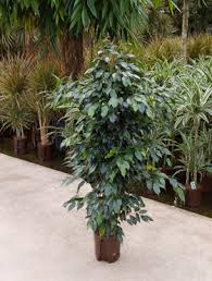 Check spelling or type a new query. Ficus Benjamina Birkenfeige Danielle In Versch Grossen Ficus Hydropflanzen Gartner Gregg Shop