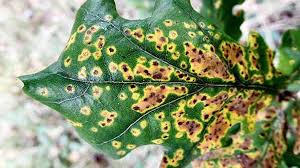 Maybe you would like to learn more about one of these? Symptoms And Effects Of The Plant Diseases Caused By Bacteria Rayagarden
