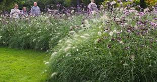 Kombination Graser Und Eisenkraut In 2020 Garten Gestalten Moderner Garten Bepflanzung