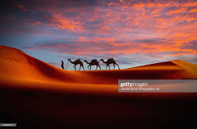 Children could identify where in the world deserts exist and discuss how the conditions differ from where they live. Middle Eastern Man Walking Camels In Desert At Sunset Middle Eastern Men Sites Like Youtube Video Site