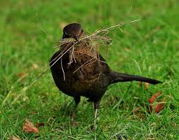 Blackbird Collecting Nesting Material Kus