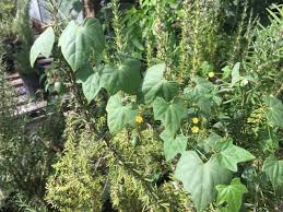 Image result for Melothria