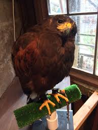 Willow My 4yo Female Harris S Hawk
