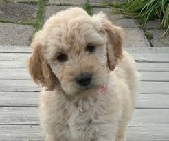 The combination of the gentle golden retriever and the. View Ad Goldendoodle Litter Of Puppies For Sale Near Kentucky Fredonia Usa Adn 156909