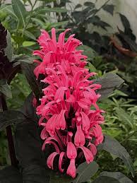 Image result for Justicia scandens