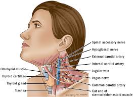 Attachment points for the muscles of the head and neck are located on the exterior surfaces of the skull and allow for important movement like chewing, speech, and facial expressions. Primary Neck Cancer Anatomy