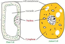 Ncert Class Viii Science Solutions Chapter 8 Cell Structure And Functions Part 2 Flexiprep