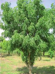 Image result for Azadirachta indica