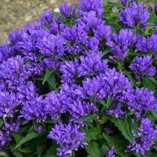 Evergreen Shrubs Bring Non Stop Color Garden Shrubs Flowering Bushes Shrubs For Landscaping