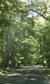 Tunnel Of Trees Good Hart Michigan Michigan Travel Pure Michigan Michigan