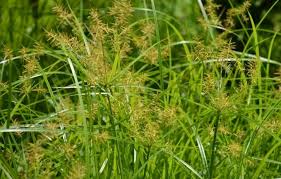 Apakah daya tahan rumput filipina dari segi kesediaan untuk dipijak. Gulma Pengertian Manfaat Jenis Kerugian Dan Contoh