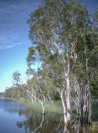 Image result for Melaleuca quinquenervia