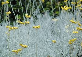 Image result for Helichrysum lastii