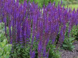 Bluten Salbei Ostfriesland Salvia Nemorosa Ostfriesland Flowers Perennials Perennials Shade Perennials
