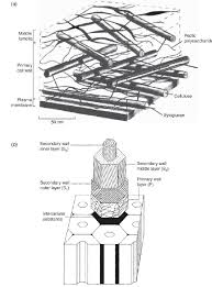 We did not find results for: Structure And Organization Of Plant Cell Walls A Simplified Download Scientific Diagram