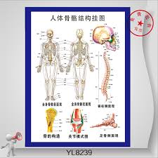 Buy Paintings Flipchart Spine Bone And Joint Model Human