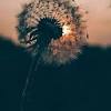 Anyone who enjoys a rustic look or appreciates flowers will enjoy having images of dandelions in their home. 1