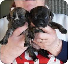 We did not find results for: Lexington Mo American Pit Bull Terrier Meet Pitbull Lab Puppies A Pet For Adoption