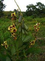 Image result for Crotalaria recta