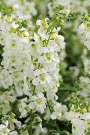 Pin On The White Garden