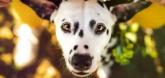 Maybe you would like to learn more about one of these? Spotted Dog Breeds 18 Dogs With Spots Splodges And Speckles
