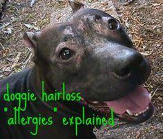 Hair loss related to allergies. 7 Dog Hair Loss And Allergies Pix Ideas Canine Allergies Dog Hair Loss Dog Allergies